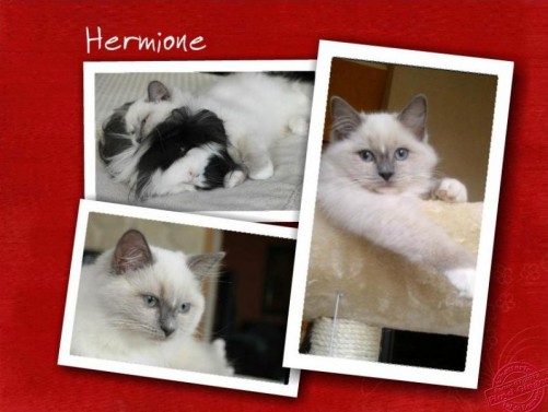 Hermione - Chatterie Ragdolls du Val de Beauvoir